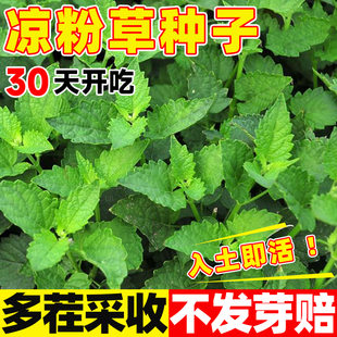 凉粉草种子四季播种黄草阳台蔬菜庭院特菜仙人冻仙草尖萼鱼种籽