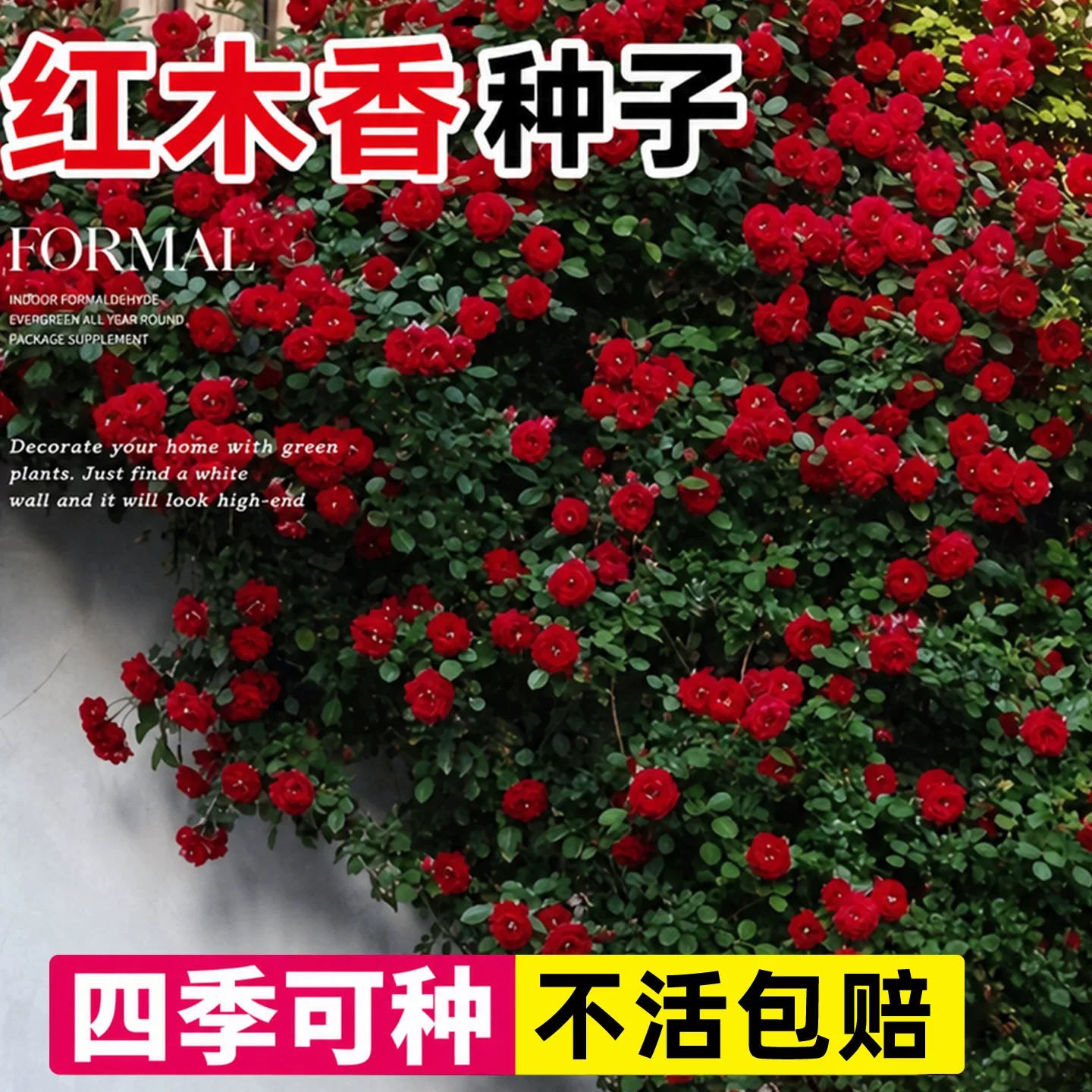 红木香花种子攀援植物四季蔷薇花图片