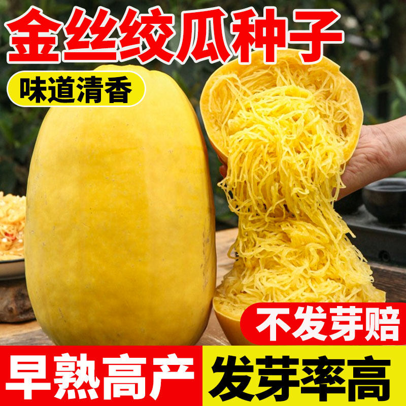 金丝绞瓜种子孑四季种蔬菜庭院阳台正宗薄皮搅瓜种籽天然食用粉丝