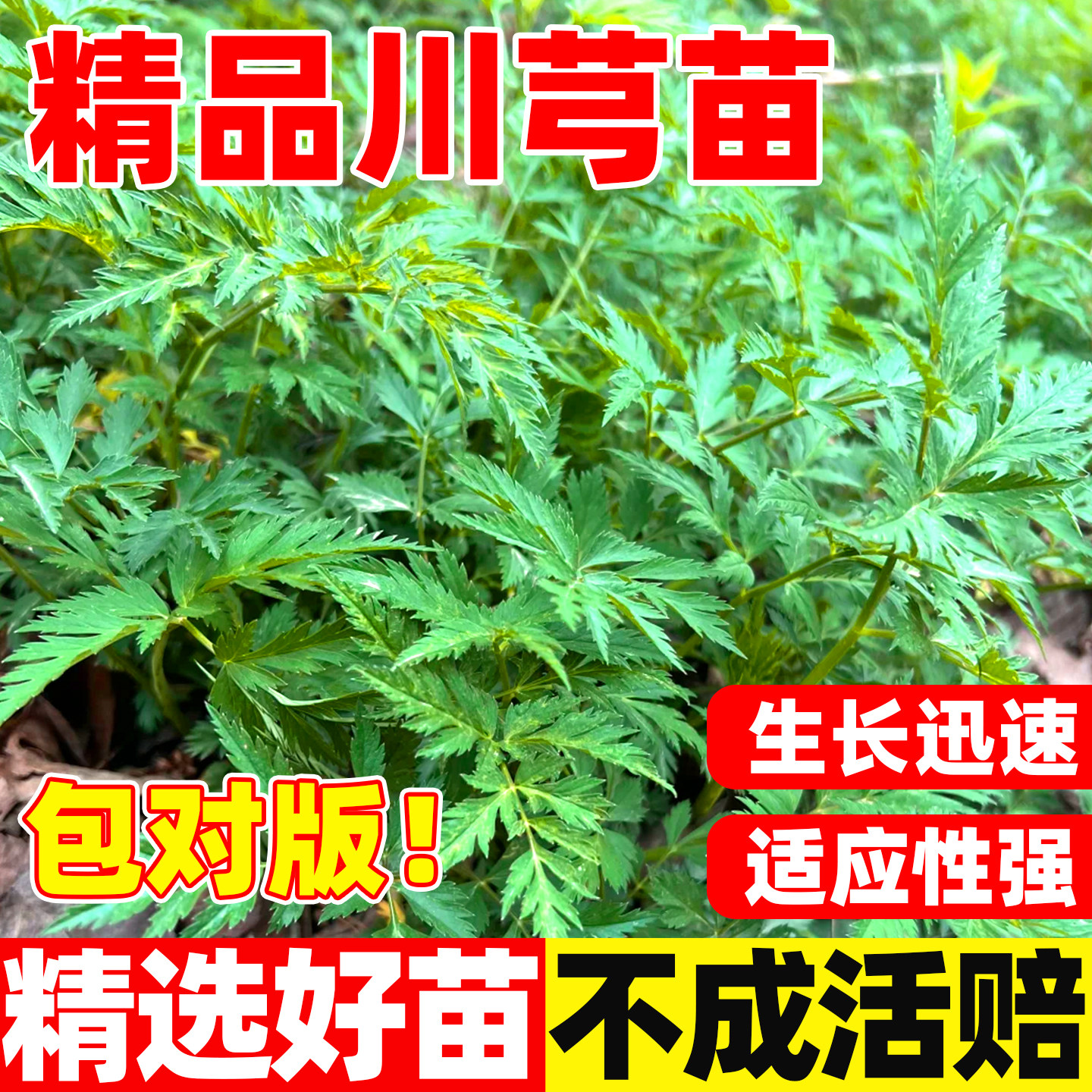川芎种苗药材苗大小叶川芎新鲜中草药可食用煲汤炒菜室外家庭植物