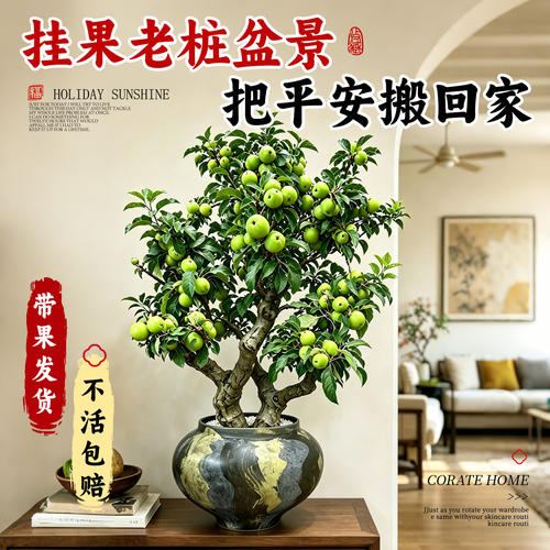 青苹果盆栽矮化带果盆景果苗果
