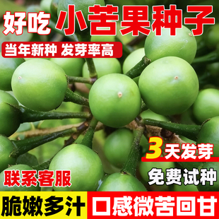 野生苦子果种子小苦果野生苦云南小苦子果野果一年生草本植物种籽