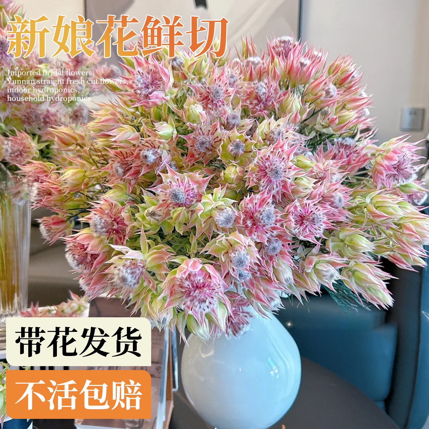 南非进口新娘花鲜花室内水养家用插花婚庆手捧花云南直发鲜切多头