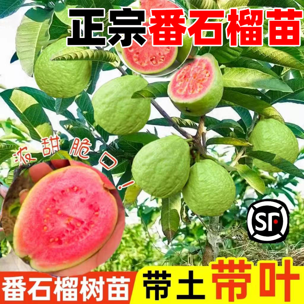 番石榴树果苗红心芭乐树苗南方种植当年结果庭院盆栽地栽四季果树
