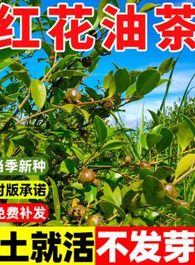 油茶种子大果红花白山树