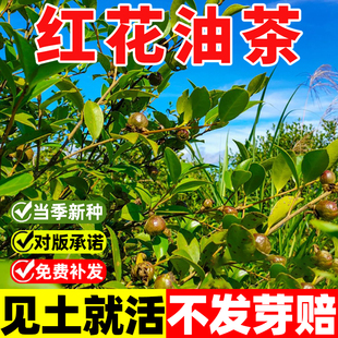 油茶种子大果红花油茶种子白花油茶茶花山茶茶树种子油茶树籽