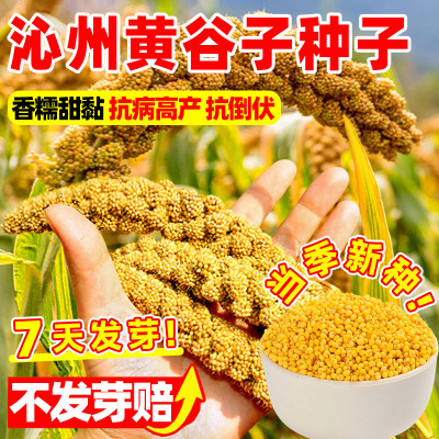 沁州黄谷子小米种子黄金吨谷