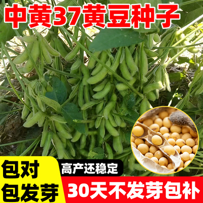 中黄37黄豆种子国审大豆种子高产