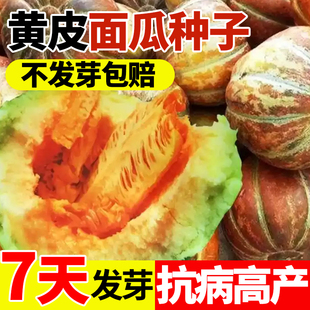 老品种面瓜种籽黄皮黑皮花皮面瓜种子春夏四季露地生吃甜瓜香瓜孑