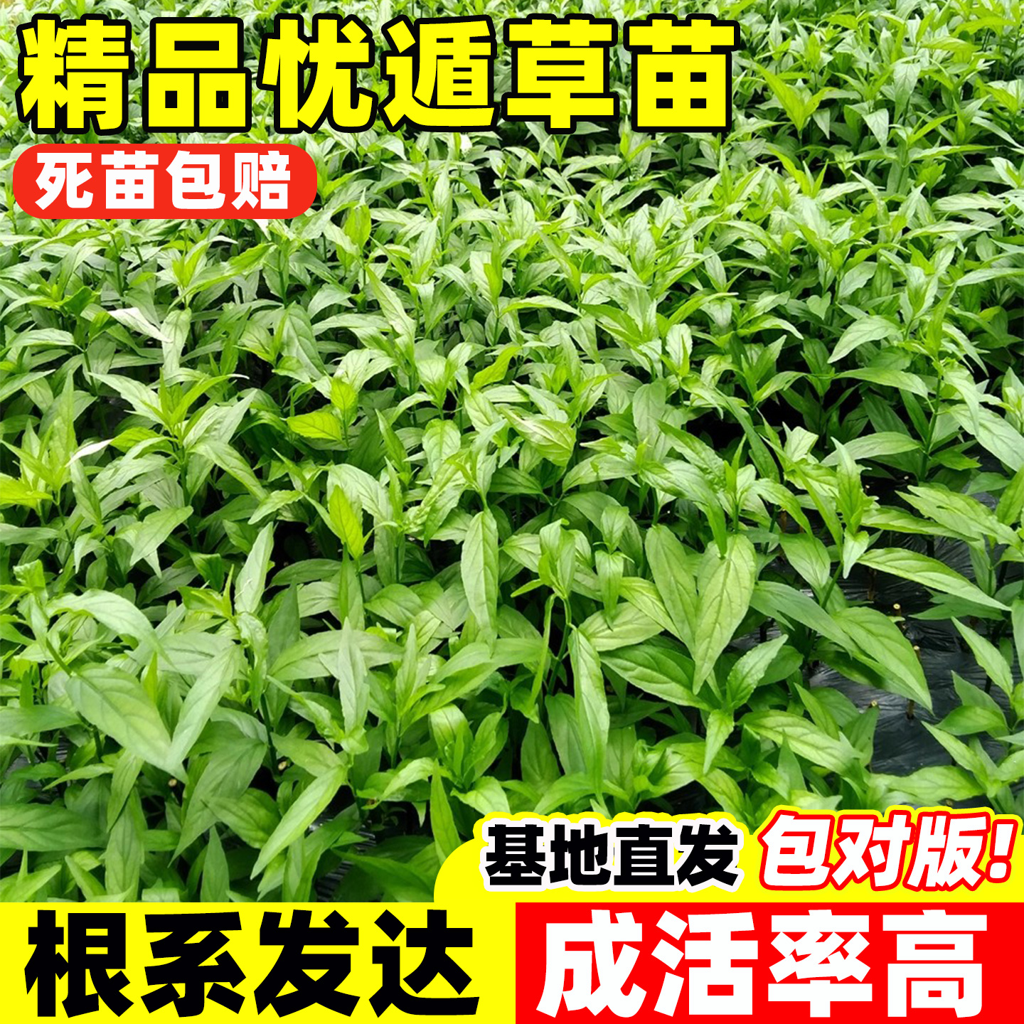 忧遁草苗正宗优盾草鳄嘴花黎