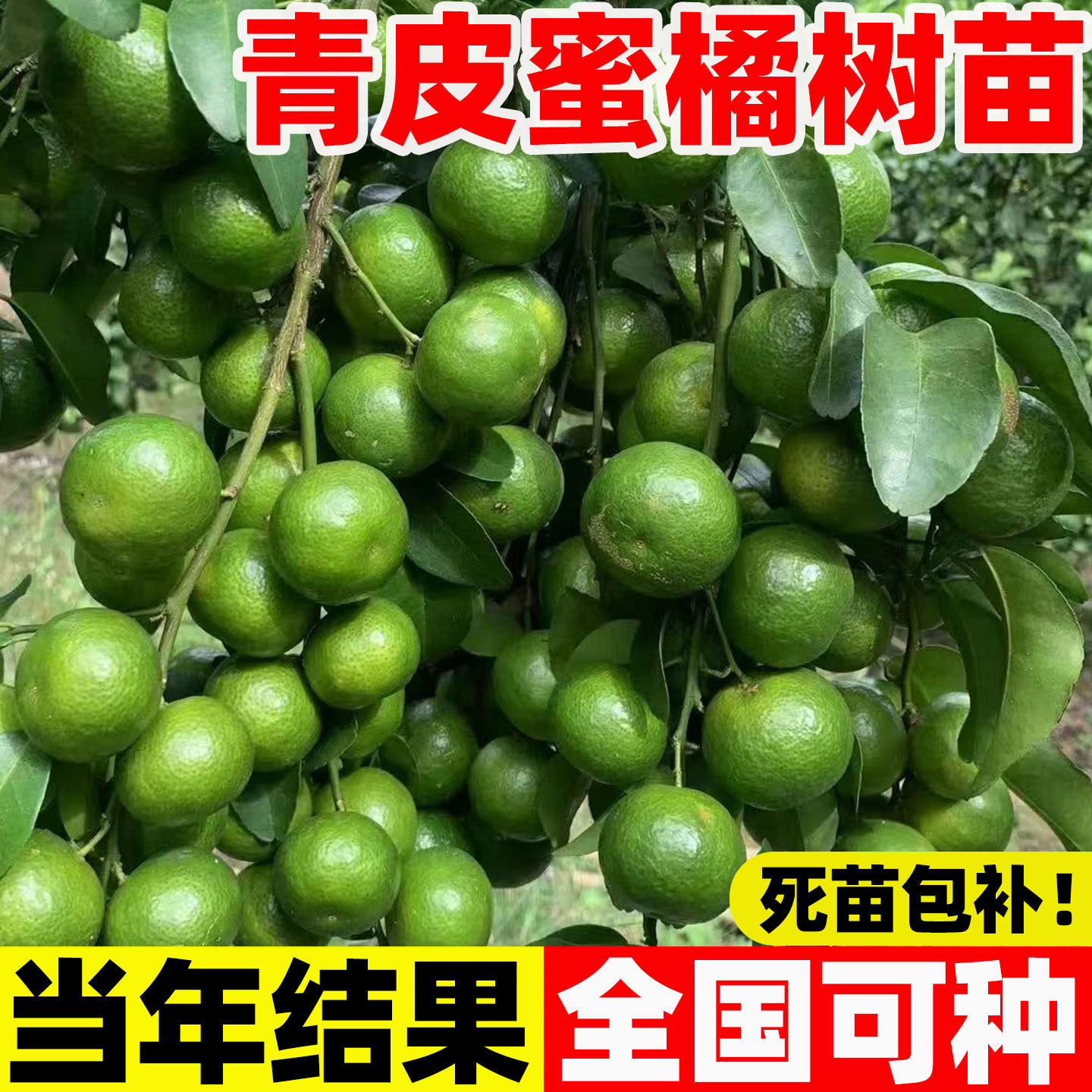早熟桔子树苗由良柑橘子树苗特早青皮橘子苗无籽蜜桔子无核新品种