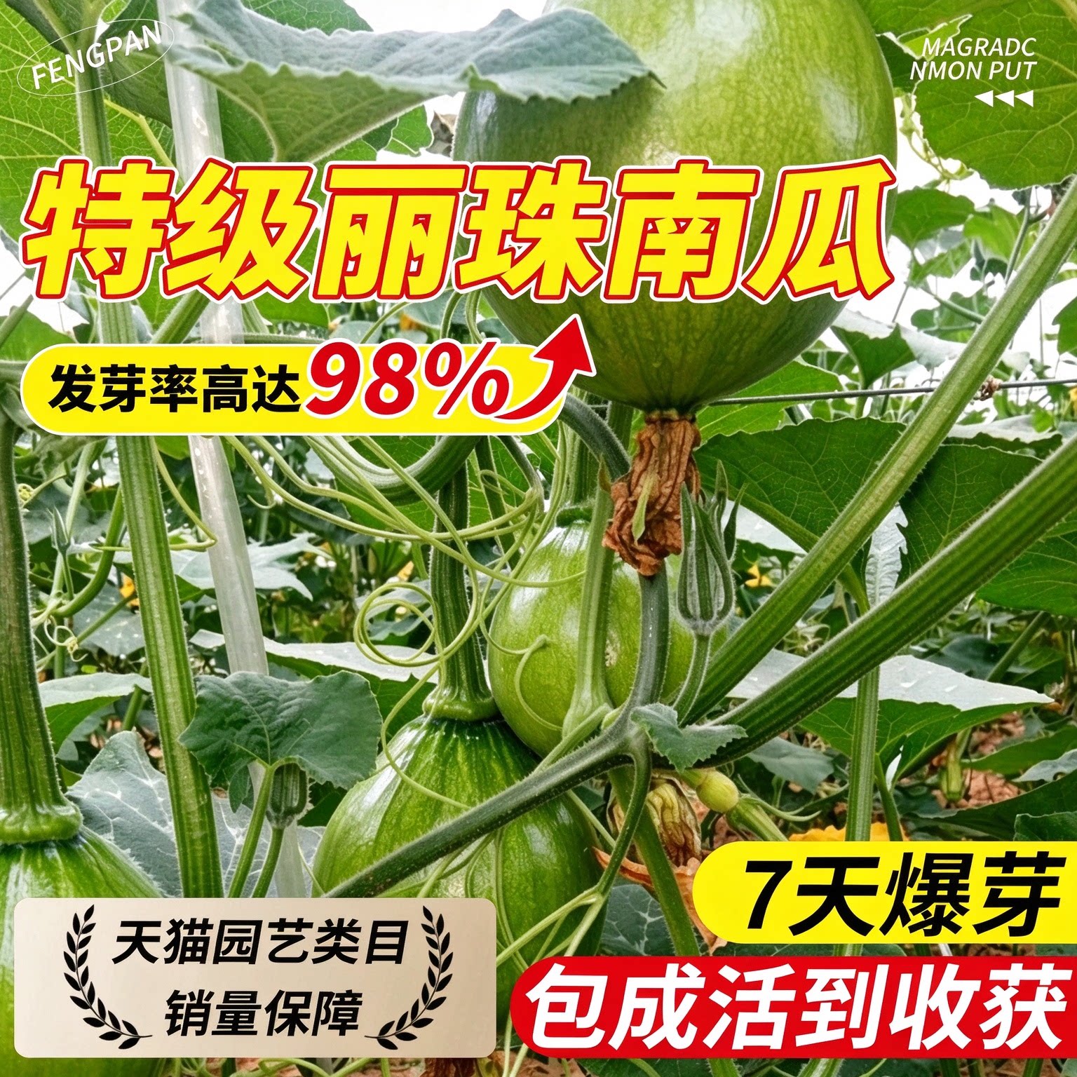 丽珠南瓜种子早熟杂交圆型西葫芦种籽甜脆耐寒高产嫩南瓜蔬菜种孑