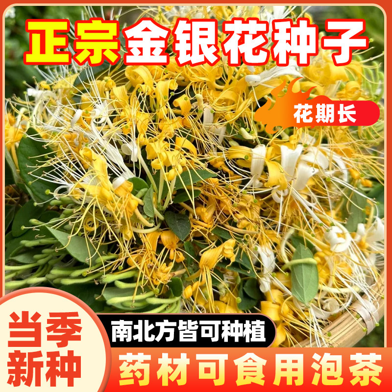 金银花种子籽四季金银花可食用泡茶种子忍冬药用植物庭院花种籽孑