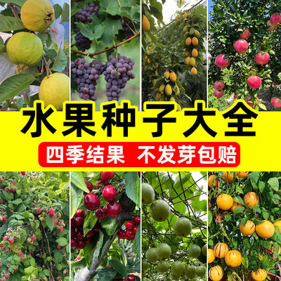 水果种子大全四季种易活高产桑葚樱桃蜜桔种籽阳台庭院盆栽果树苗