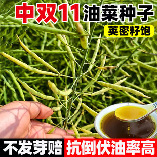 中双11油菜种子高产抗病矮杆抗倒早熟油率高正宗杂交油菜花籽种孑