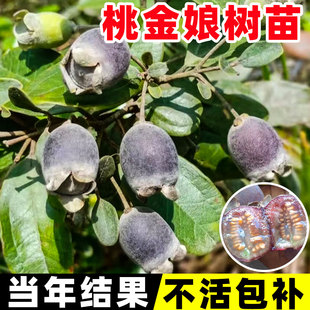 桃金娘树苗捻子果苗老桩山菍子树地稔子四季种植庭院盆栽当年结果