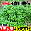 薄荷种子可食用薄荷柠檬香水留兰香种籽四季 种植阳台庭院盆栽种苗