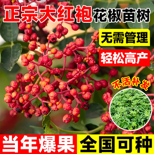 花椒树老桩四季种植麻椒青花椒苗地栽当年结果四川汉源大红袍盆栽
