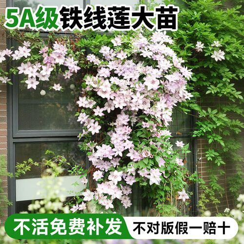 铁线莲大苗带花苞盆栽倒影乌托邦