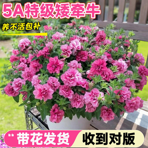 重瓣矮牵牛花苗盆栽带花苞苏糖泡