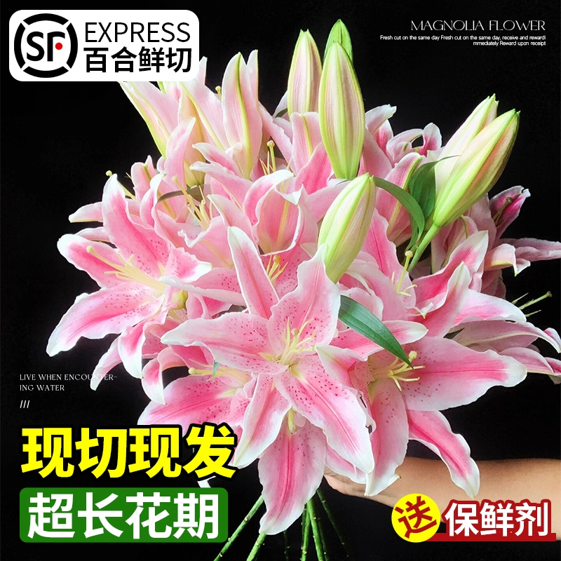 香水百合鲜花多头切花束水培大头粉白色云南直发客厅水养插花家用