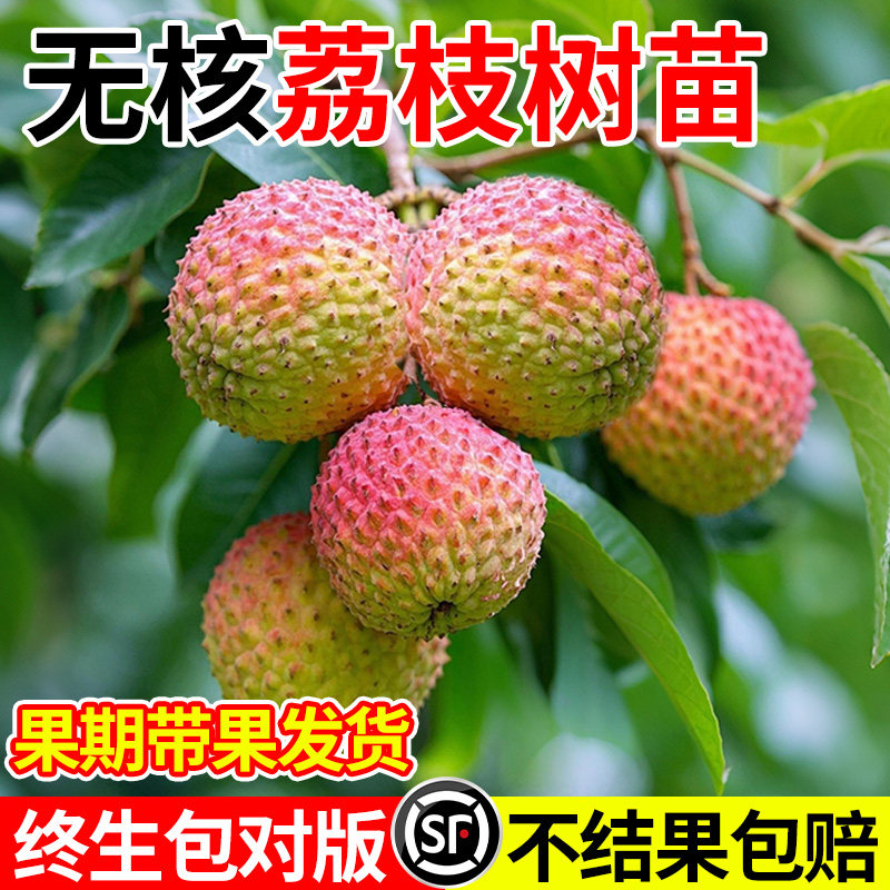 无核荔枝树苗妃子笑桂味无核果树