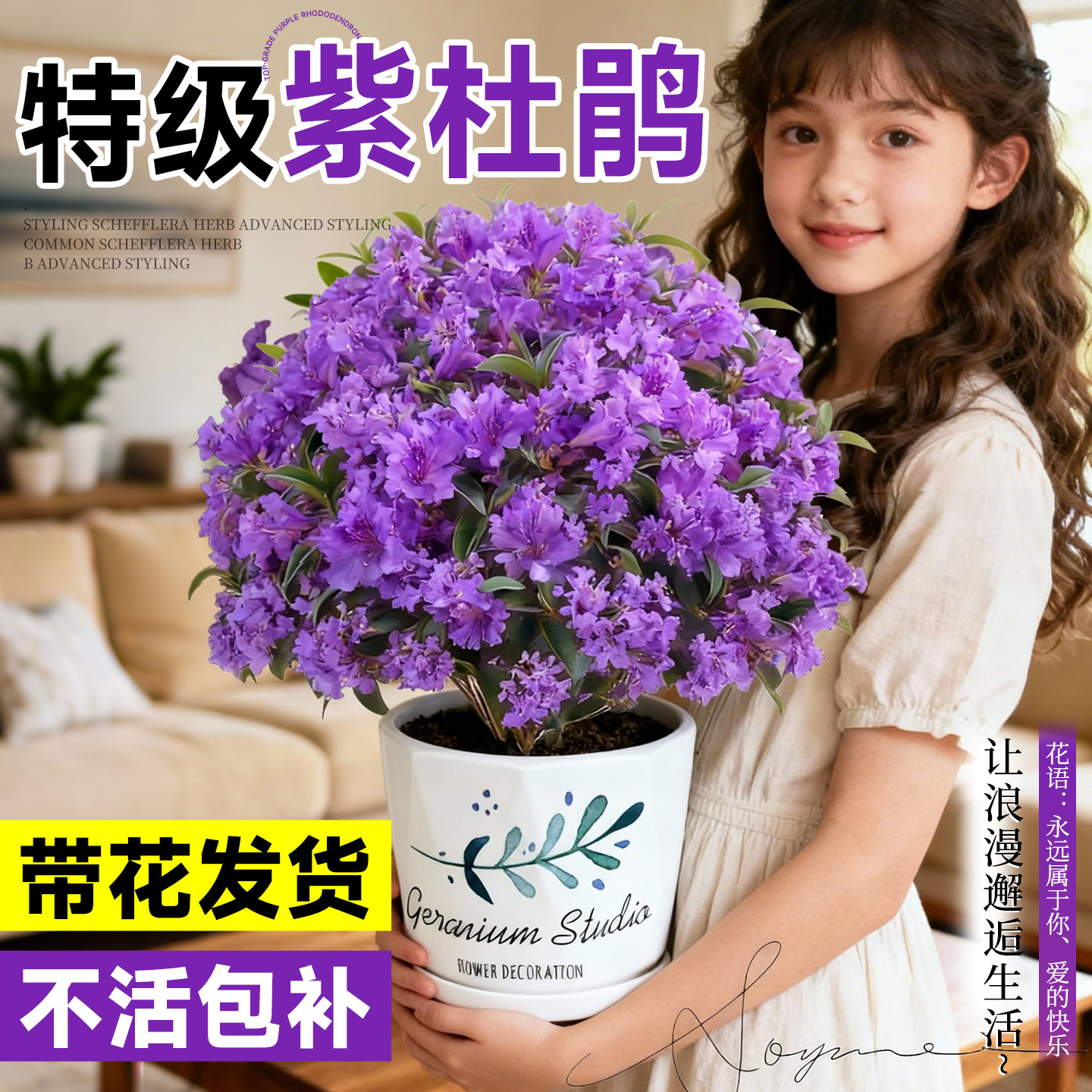 杜鹃花盆栽带花苞四季室内阳台开