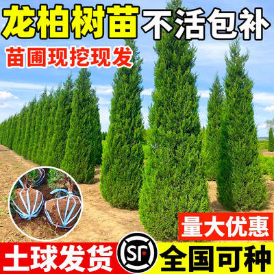 龙柏树苗柏树塔柏侧柏庭院行道风