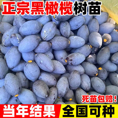 橄榄苗果树苗乌榄黑橄榄嫁接苗