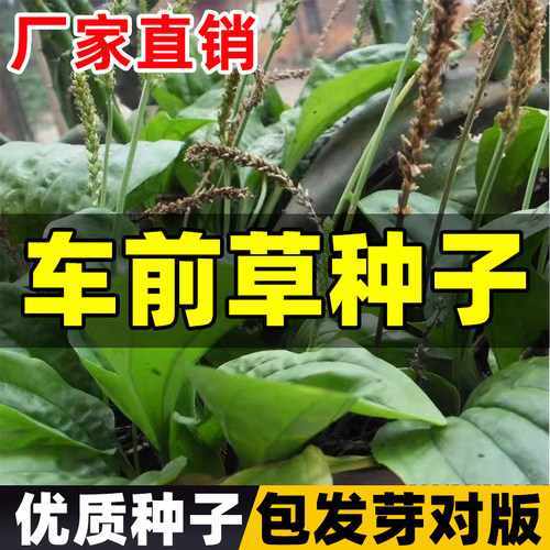 精选车前草种子野生籽特级