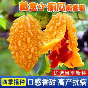癞葡萄种子四季种植金铃子黄金瓜小癞瓜种子赖葡萄种籽阳台盆栽苗
