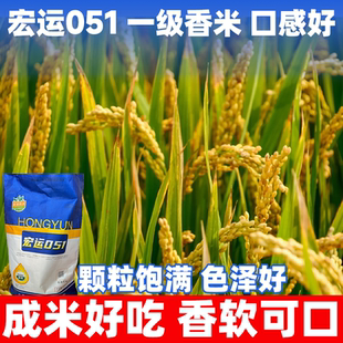 宏运051高产水稻种子可留种常规直播旱谷香米旱稻籽糯谷种稻谷种