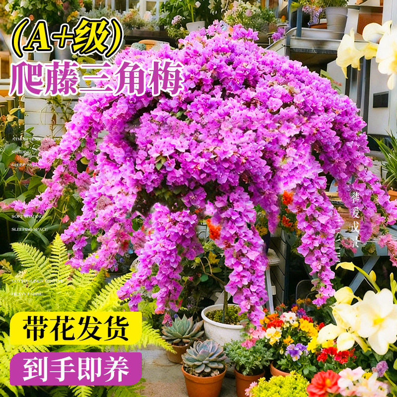 重瓣三角梅盆栽带花四季老桩爬藤