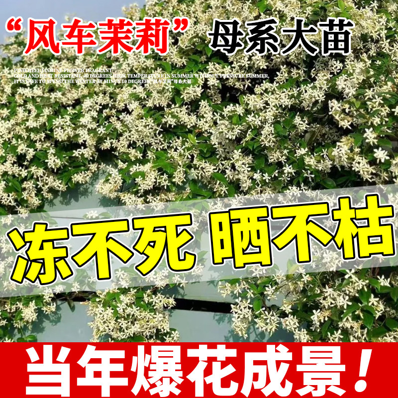 2米7风车茉莉爬藤植物老桩