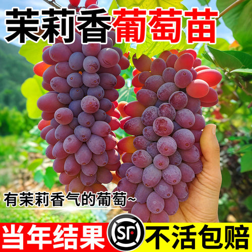茉莉香葡萄苗果树当年结果北方