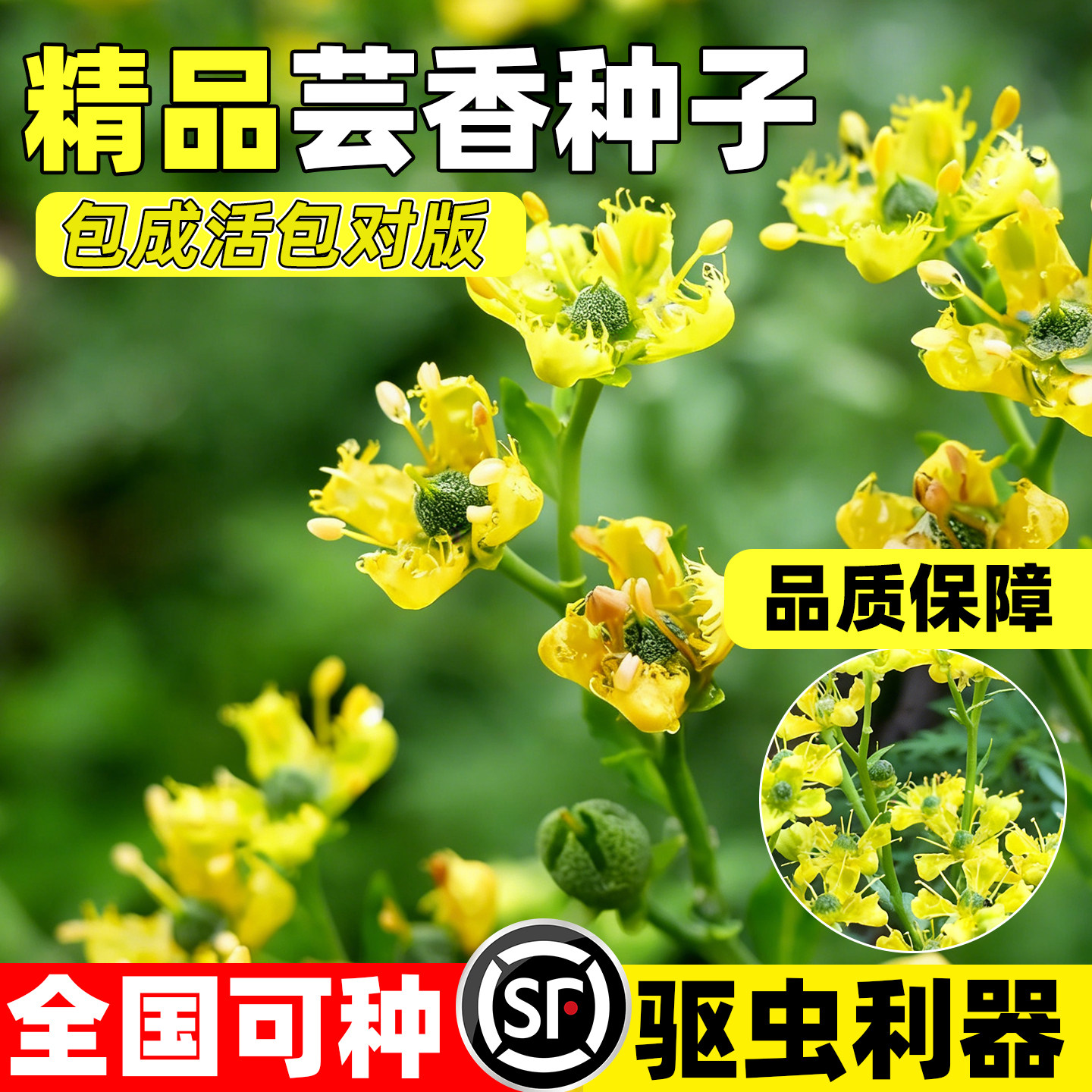 芸香种子食用小香茅草臭草石灰草驱蚊防虫盆栽春秋播七里香草种籽