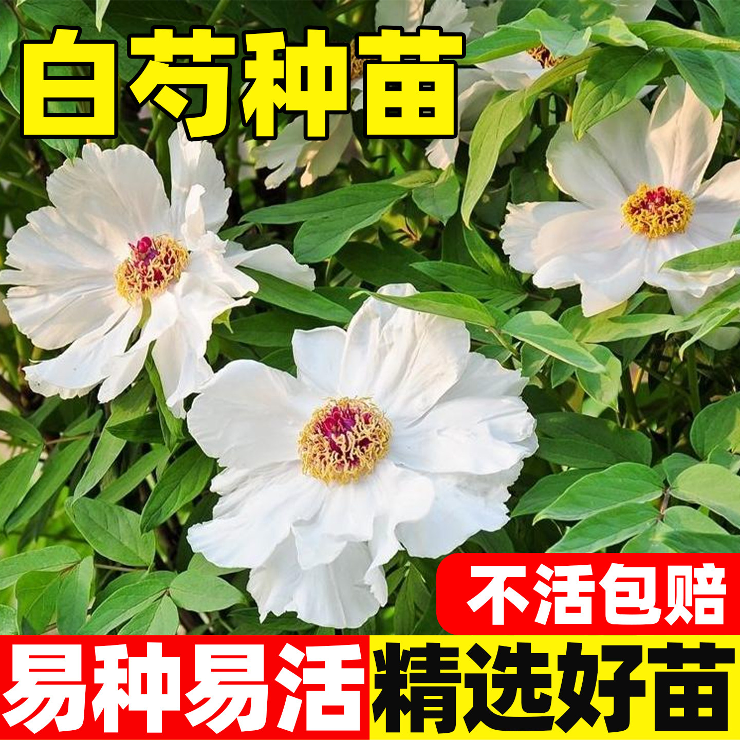 白芍种苗药用中草药材苗芍药苗白芍芽头芍药现挖正宗新鲜赤芍芽头