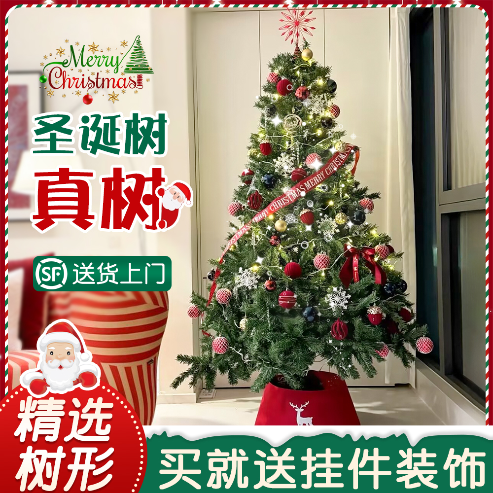 圣诞树真树2025新款圣诞节家用客