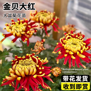 菊花盆栽大苗带花苞金背大红九月菊花大花带盆千头菊祭鲜花卉耐寒