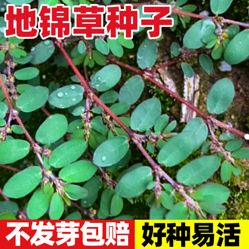 地锦草种子中药材小飞扬草铁线草