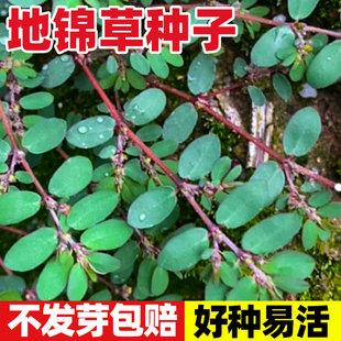 地锦草种子中药材小飞扬草铁线草奶浆草种籽四季早熟高产易成活苗