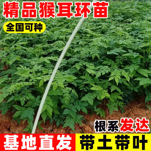 猴耳环药材苗广西围涎树三角