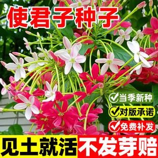 使君子种子爬藤植物重瓣花种四季播种庭院阳台花卉草花史君子种籽