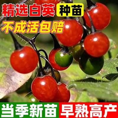 正宗白英苗白毛藤种苗四季种植排