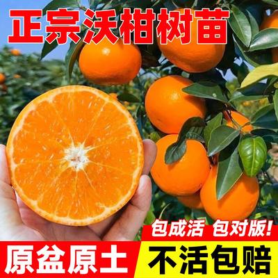 广西沃柑树苗桔子橙大正宗