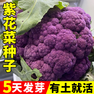 紫花菜种子特色花椰菜西蓝花种籽春秋四季播高产菜花阳台蔬菜种孑