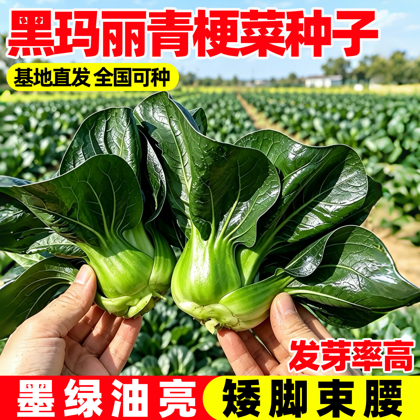 黑玛丽杂交黑叶青梗菜种子上海青浓黑亮叶甜嫩四季播阳台蔬菜种籽