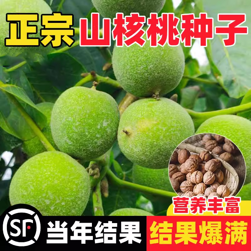 山核桃种子包邮小核桃树苗种籽当年新采可食用原料籽核桃可制文玩