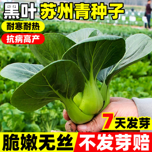 黑叶苏州青种子油菜种籽菜籽小青菜白菜蔬菜种孑青梗上海青苗大全