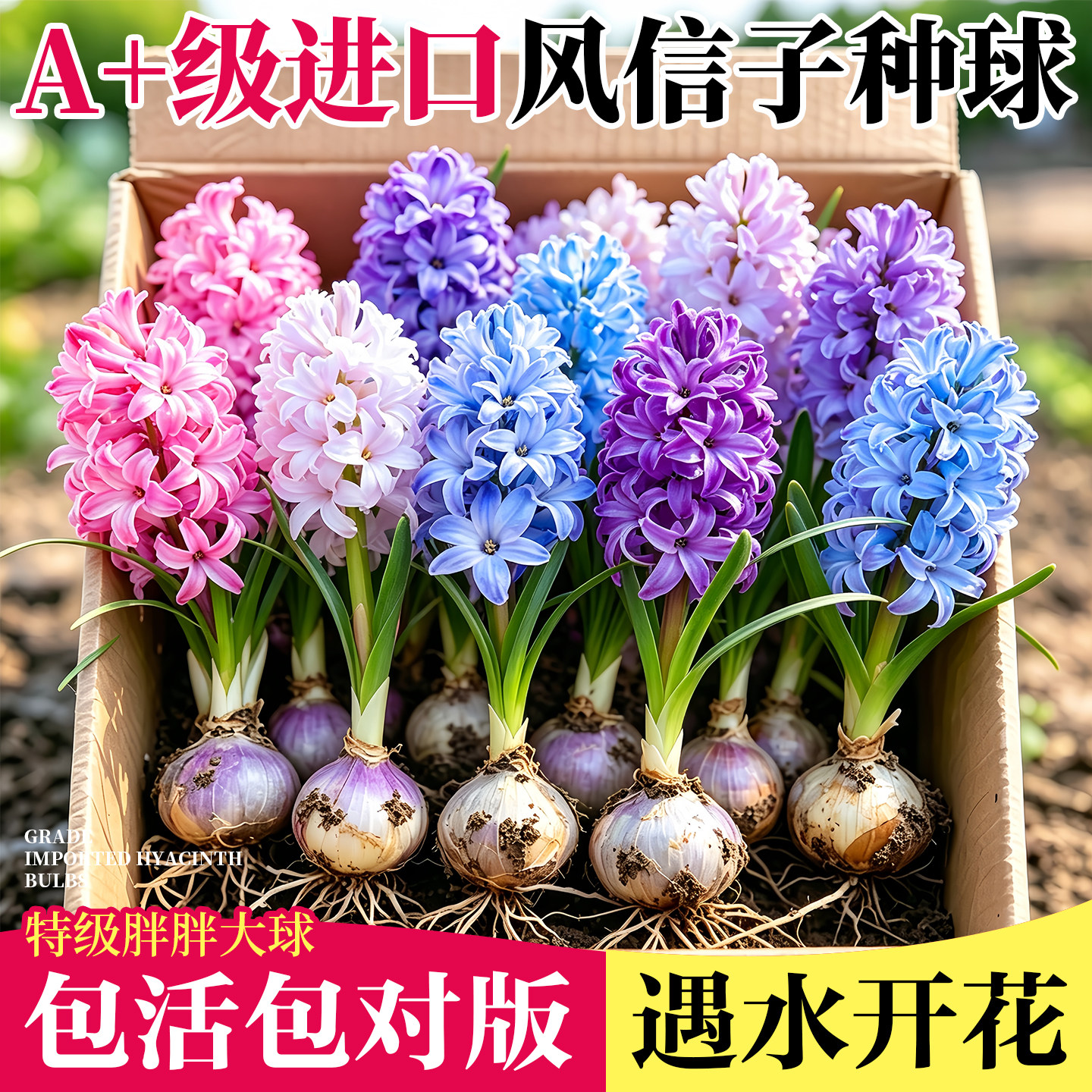 风信子种球饱满紧实花色艳丽新手